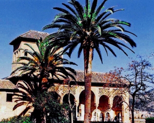 Alhambra Palms2